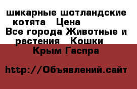 шикарные шотландские котята › Цена ­ 15 000 - Все города Животные и растения » Кошки   . Крым,Гаспра